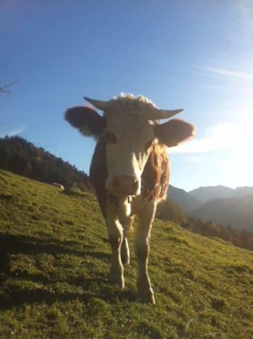 Wohnung Edelweiss - Wohnen Auf Zeit - Homeoffice - Nah Am See - Buchbar Ab 28 Naechte Schliersee Buitenkant foto